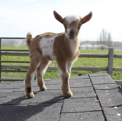 April 13: Ivory Hill Farm's Baby Goats